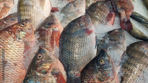 background of fish design for fresh and seafood concept