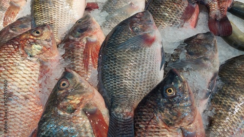 background of fish design for fresh and seafood concept