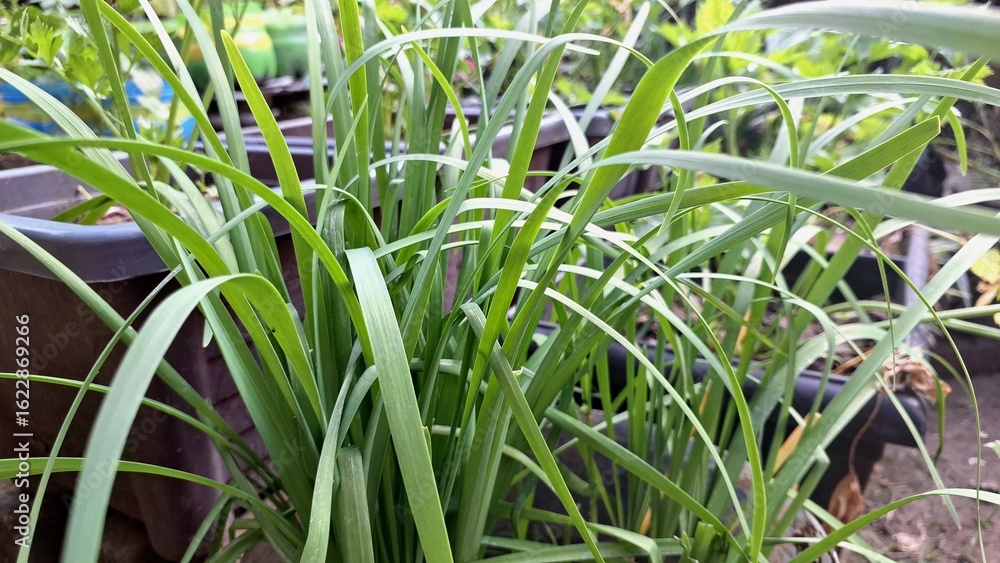 Obraz premium Lush Lemongrass Plant Growing Outdoors in Indonesia: Fresh Green Blades of Cymbopogon Citratus in Natural Sunlight