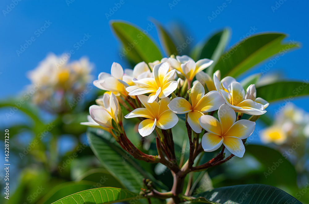 Fototapeta premium Close-up of plumeria flowers with a blue sky background, flower