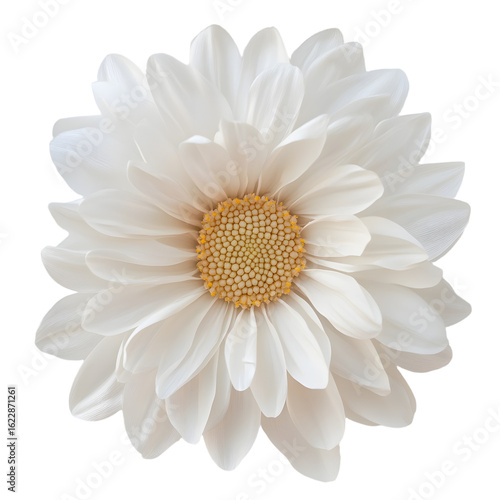 Wallpaper Mural Close-up White Daisy Flower Isolated on White Background Torontodigital.ca