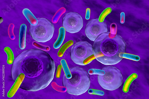 Bacteria infecting human cells, 3D illustration showing bacterial invasion, cellular damage, and interaction with host immune response.