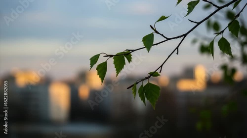 Branch with green birch leaves in sunlight against city skyline.