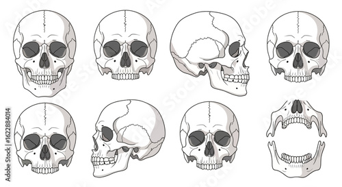 Detailed Line Drawing Human Skull Anatomy Different Views Illustration