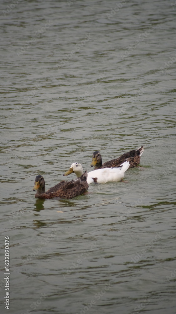 Fototapeta premium duck and ducklings