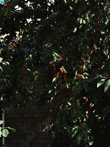 Cherry Tree Branches in Deep Shadows