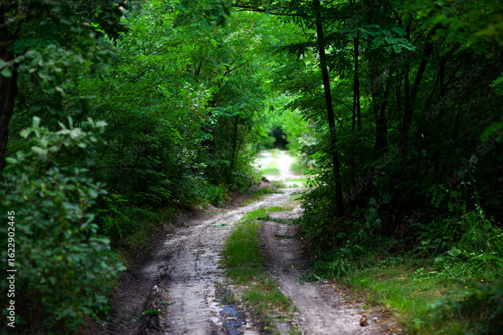 Fototapeta premium Muddy forest road winding through lush green woodland in summer