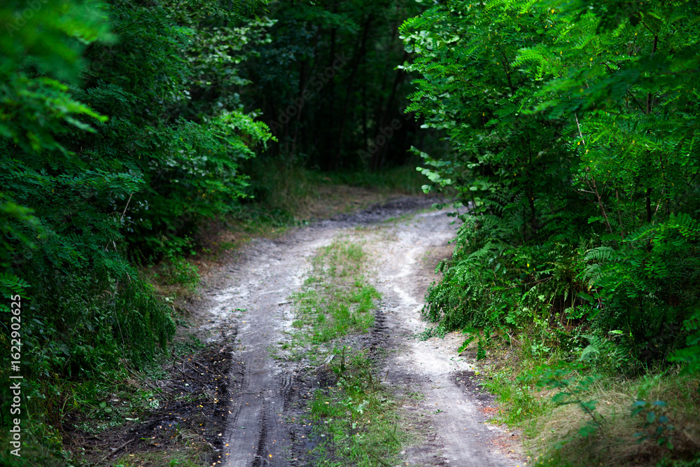 Fototapeta premium Muddy forest road winding through lush green woodland in summer