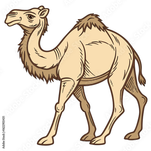 Cartoon dromedary camel standing on white background