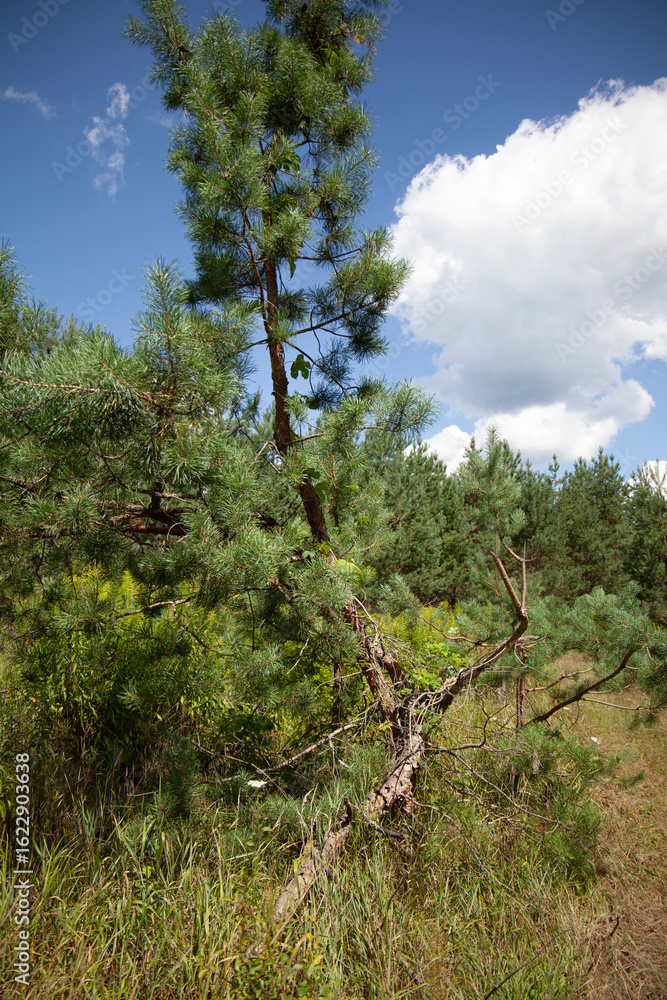 Fototapeta premium Bent pine tree leaning in sunny forest clearing with blue sky and clouds