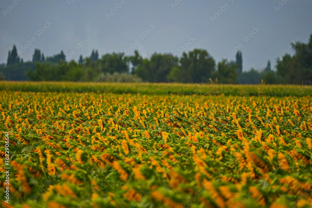 Fototapeta premium A huge field with natural ripening sunflowers. Daylight saving time.