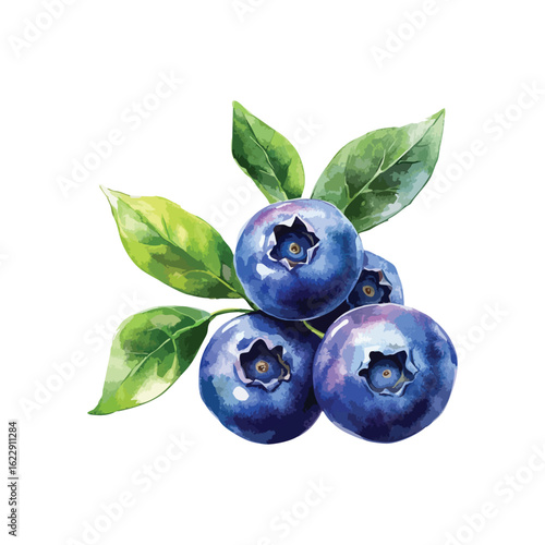 Blueberries with leaves isolated