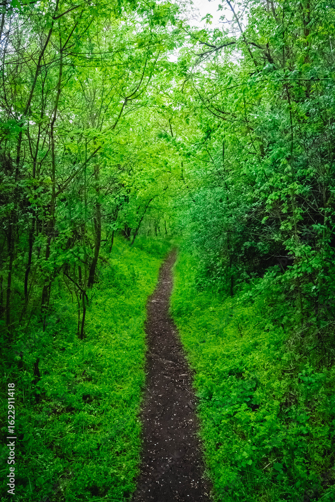 Obraz premium path in the forest .