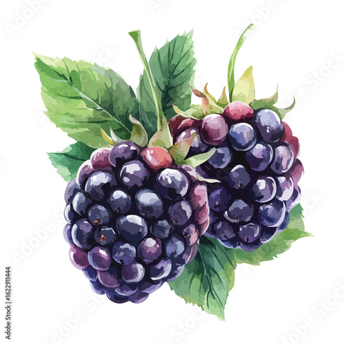 Berries watercolor illustration isolated on white background