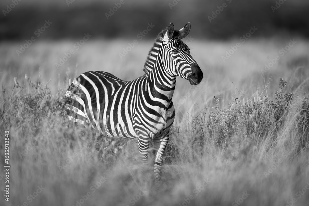 Fototapeta premium Mono plains zebra with catchlight between bushes