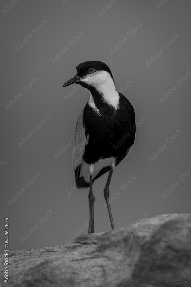 Obraz premium Mono spur-winged lapwing turns head on rock