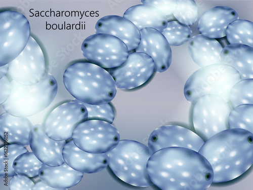 Saccharomyces boulardii Yeast. Realistic Vector Rendering of Saccharomyces boulardii Culture. Probiotic Illustration