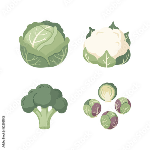 Cabbage Family Vegetables