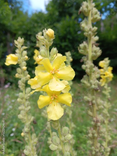 Verbascum phlomoides L., Königskerze mit gelber Blüte