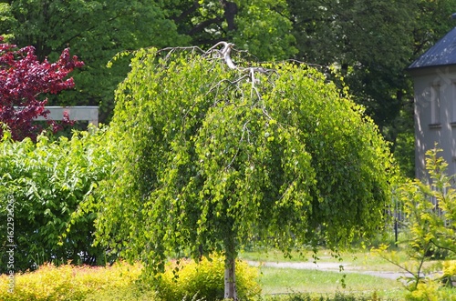 Weeping birch tree (Betula pendula 'Youngii') with lush green foliage in a landscaped summer garden, surrounded by ornamental shrubs and colorful greenery in natural sunlight