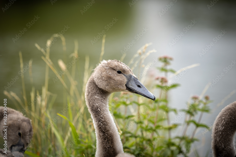 Fototapeta premium Cygnet by the river