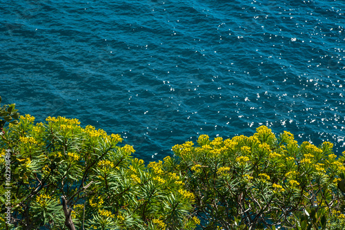 Euphorbia dendroides, on a cliff above the turquoise water of the Mediterrane...