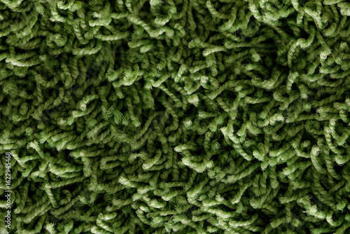 High-resolution image of a lush green shag carpet texture. Perfect for backgrounds or design elements.