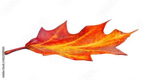 Vibrant orange leaf showcasing autumn colors in an transparent background