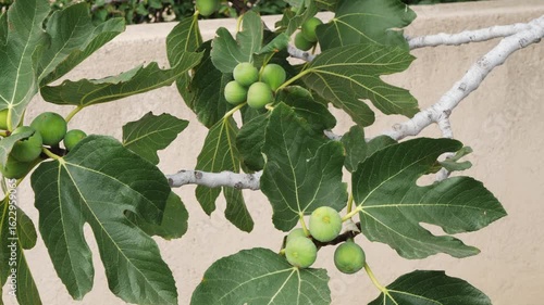 Wallpaper Mural Close-up of a fig tree branch with unripe green figs and large lobed leaves in Aegina, Greece. Bright bark and soft natural light. Blurred white fence background. Eco-friendly, healthy food scene. Torontodigital.ca