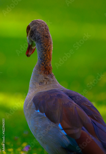 Back view of an Egyptian Goose with intricate feather textures in natural light.