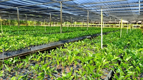 Eucalyptus and Acacia seedlings cultivated in nursery for reforestation and industrial forest plantation. Sustainable forestry background.
