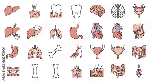 Anatomical icons set of human internal organs. Medical vector illustrations of heart, liver, brain, lungs, and digestive system.