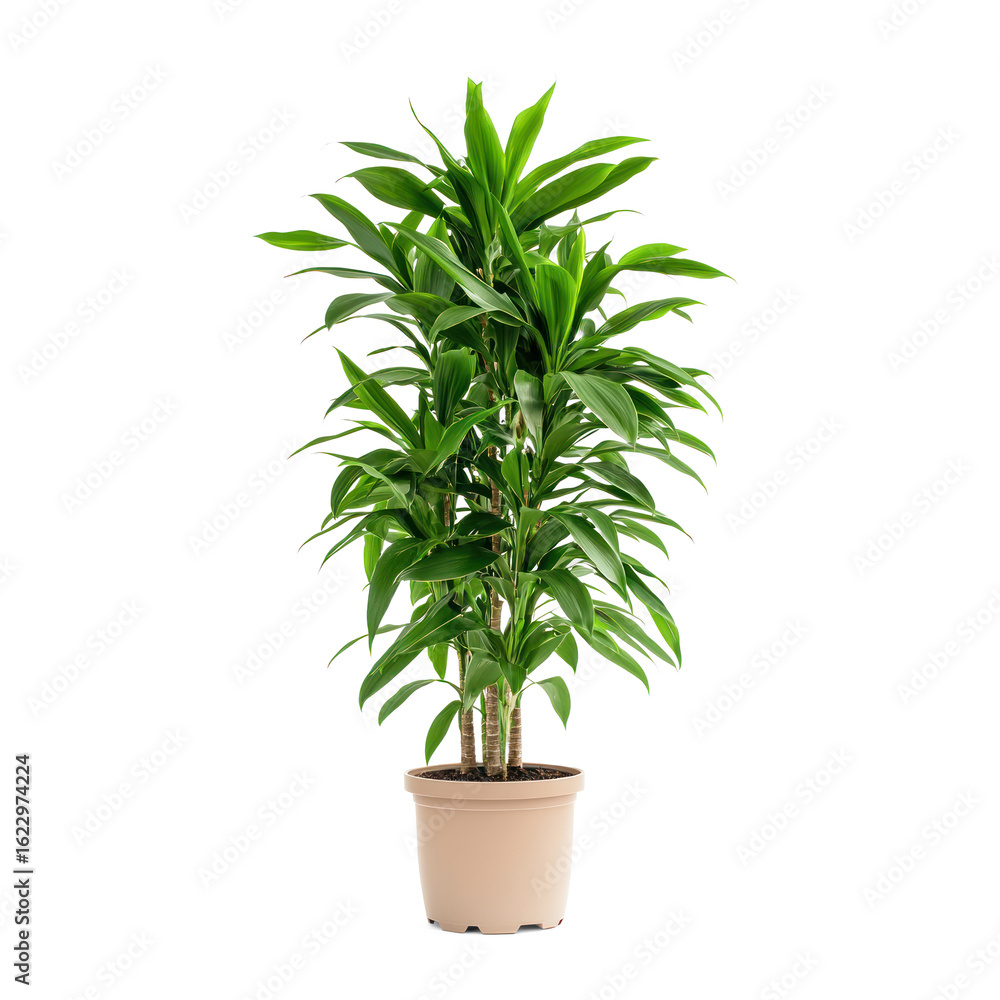 Fototapeta premium A Dracaena, perfect for filling empty corners with natural beauty. full length isolate on transparent background