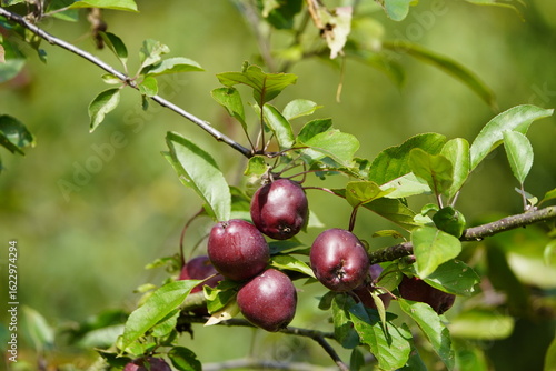 Photos Ingrid-Marie, also known as Hoed Orange, is one of the traditional apple varieties of the Altes Land region