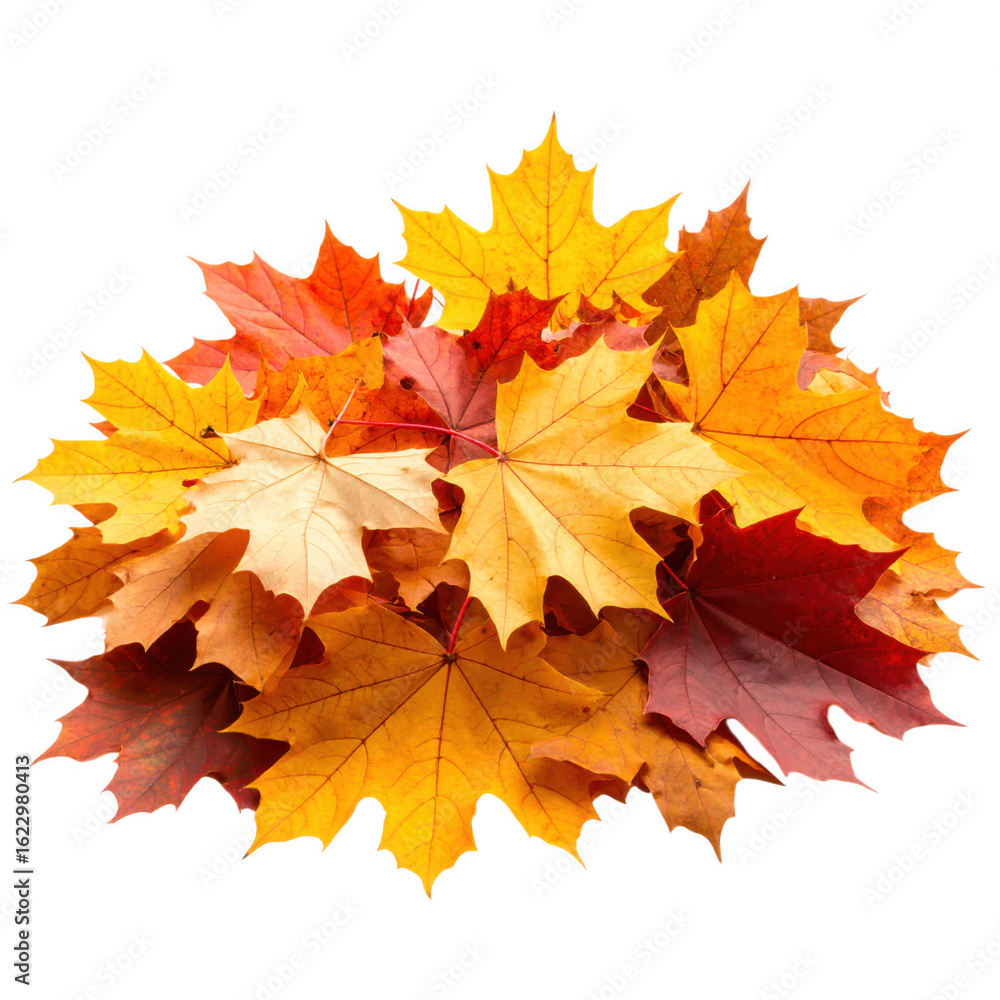 Fototapeta premium A pile of autumn leaves isolated on white and transparent background