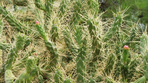 Wallpaper Mural Detailed close-up of Opuntia cactus with segmented stems, dense light-colored spines, and pink flower buds. Blurred greenery in background. Filmed in Aegina, Greece. Natural plant habitat, no people. Torontodigital.ca