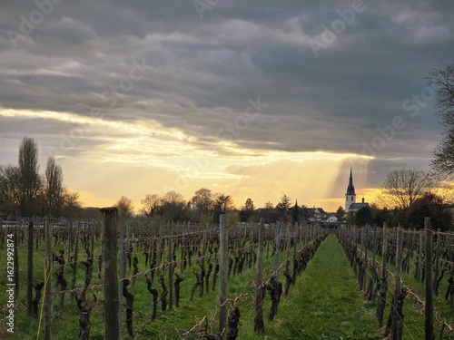 vineyard in Rheingau at sunset, Eltville, Germany