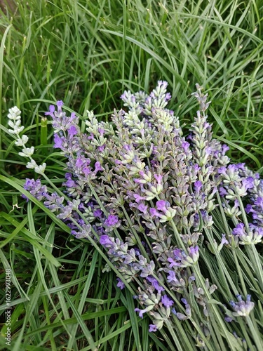 lavender flowers in the grass