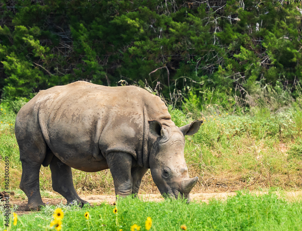 Fototapeta premium Rhino roaming around the wild