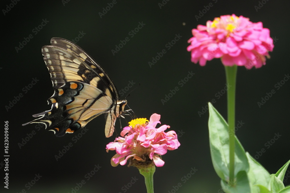 Naklejka premium Yellow swallow-tailed butterfly inflight amongst colorful flowers. 