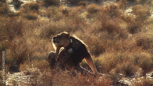 African lion male with radio collar scratching and walking front view at sunset in Kgalagadi transfrontier park, South Africa ; Specie panthera leo family of felidae