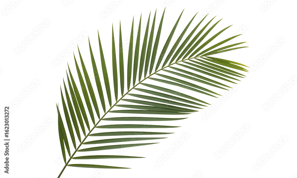 Obraz premium Close-Up of a Green Palm Leaf on transparent background