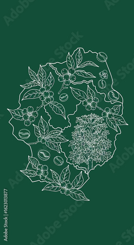Coffee Plant Life Cycle: From Bean to Branch Illustration