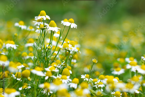 Medicinal chamomile is blooming in the field