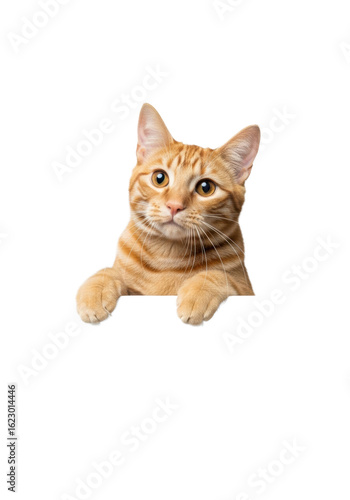 Young adult ginger tabby cat with vibrant orange stripes and amber eyes, playfully peering over a clean white surface with dangling paw. Isolated close-up studio portrait with ample copy space,