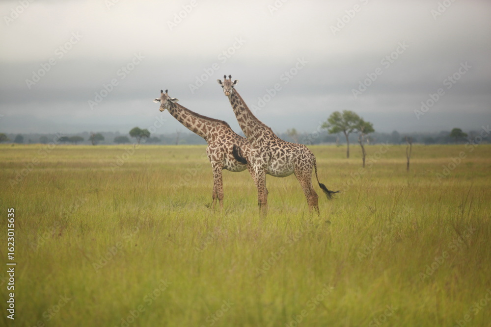 Fototapeta premium Giraffe