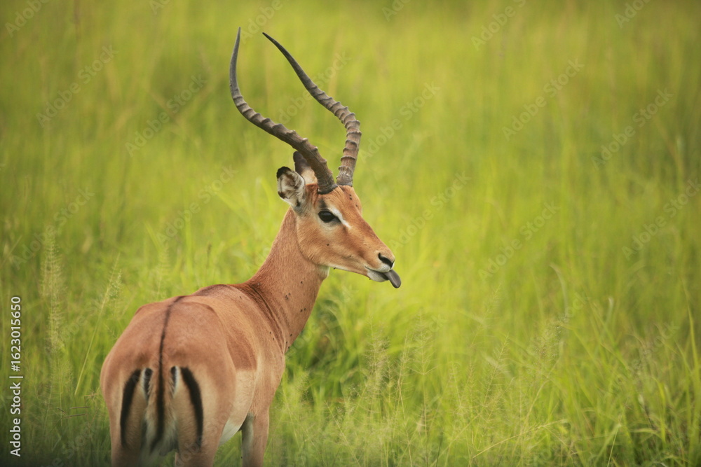 Naklejka premium Antilope