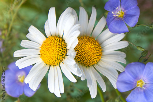 Blooming chamomile and flax on a green background