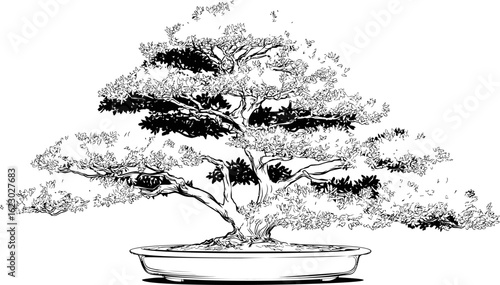Black and white bonsai tree illustration with intricate branches in a shallow pot. Vector illustration