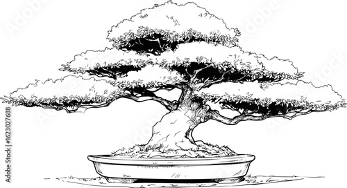 Black and white illustration of a detailed bonsai tree in a shallow pot. Vector illustration